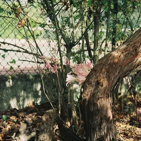 Willa Relax In Style - Prime Spot With Garden & Natural Pool Azeitão